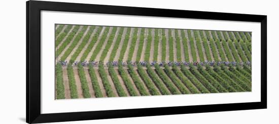 Peloton Rides Through Vineyards in Third Stage of Tour de France, July 6, 2009-null-Framed Photographic Print