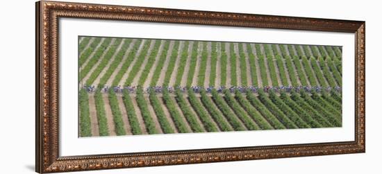 Peloton Rides Through Vineyards in Third Stage of Tour de France, July 6, 2009-null-Framed Photographic Print