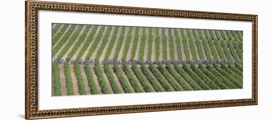 Peloton Rides Through Vineyards in Third Stage of Tour de France, July 6, 2009-null-Framed Photographic Print