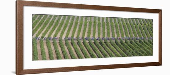 Peloton Rides Through Vineyards in Third Stage of Tour de France, July 6, 2009-null-Framed Photographic Print