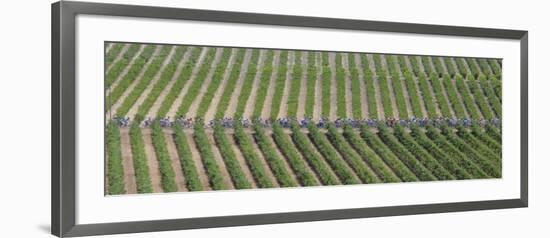 Peloton Rides Through Vineyards in Third Stage of Tour de France, July 6, 2009-null-Framed Photographic Print