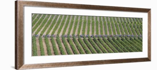 Peloton Rides Through Vineyards in Third Stage of Tour de France, July 6, 2009-null-Framed Photographic Print