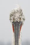 Black Tailed Godwit (Limosa Limosa) Standing on One Leg on Post Calling, Texel, Netherlands, May-Peltomäki-Photographic Print