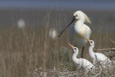 Spoonbill (Platalea Leucorodia) Stretching Wing at Nest with Two Chicks, Texel, Netherlands, May-Peltomäki-Framed Photographic Print