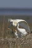 Spoonbill (Platalea Leucorodia) Stretching Wing at Nest with Two Chicks, Texel, Netherlands, May-Peltomäki-Photographic Print
