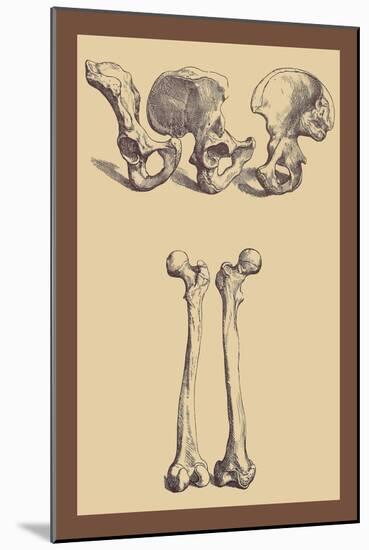 Pelvic Bones-Andreas Vesalius-Mounted Art Print