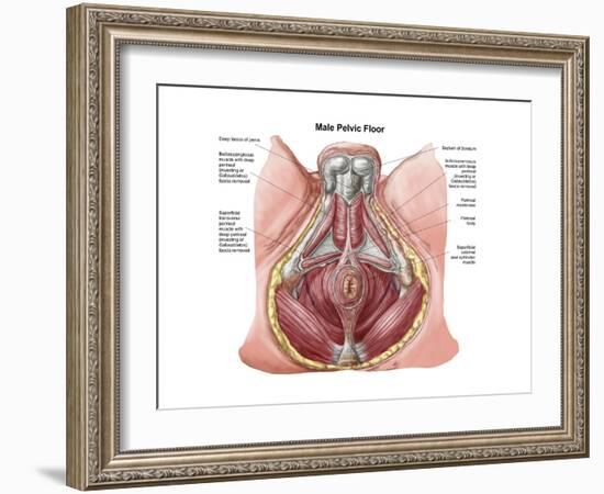 Pelvic Floor of Human Male-null-Framed Premium Giclee Print