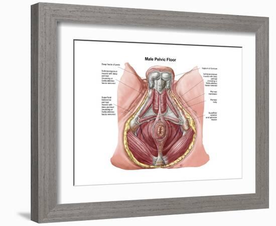 Pelvic Floor of Human Male-null-Framed Premium Giclee Print