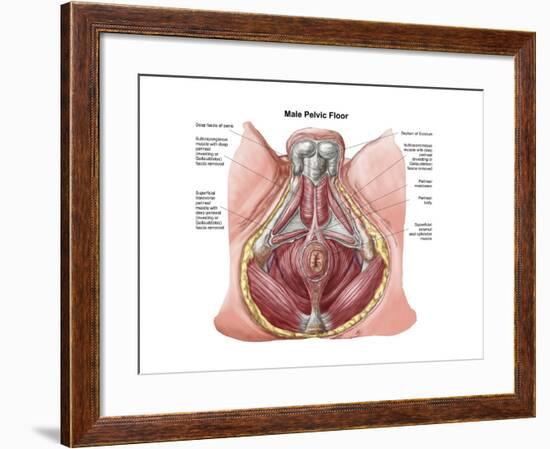 Pelvic Floor of Human Male-null-Framed Art Print