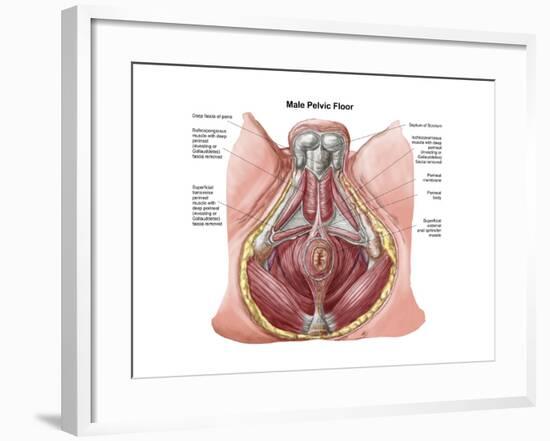 Pelvic Floor of Human Male-null-Framed Art Print