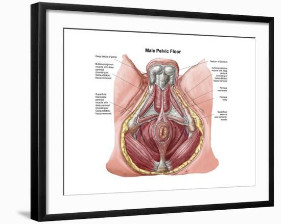 Pelvic Floor of Human Male-null-Framed Art Print