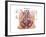 Pelvic Floor of Human Male-null-Framed Art Print