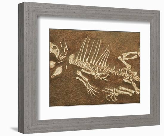 Pelycosaur fossil found in Texas-Kevin Schafer-Framed Photographic Print