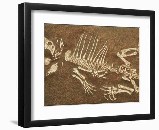 Pelycosaur fossil found in Texas-Kevin Schafer-Framed Photographic Print