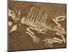 Pelycosaur fossil found in Texas-Kevin Schafer-Mounted Photographic Print