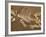 Pelycosaur fossil found in Texas-Kevin Schafer-Framed Photographic Print