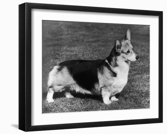 Pembroke Welsh Corgi CH Belroyd Jacana-null-Framed Photographic Print