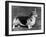 Pembroke Welsh Corgi CH Belroyd Jacana-null-Framed Photographic Print