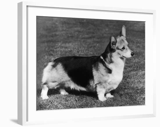 Pembroke Welsh Corgi CH Belroyd Jacana-null-Framed Photographic Print