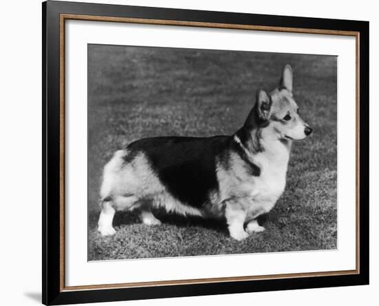 Pembroke Welsh Corgi CH Belroyd Jacana-null-Framed Photographic Print