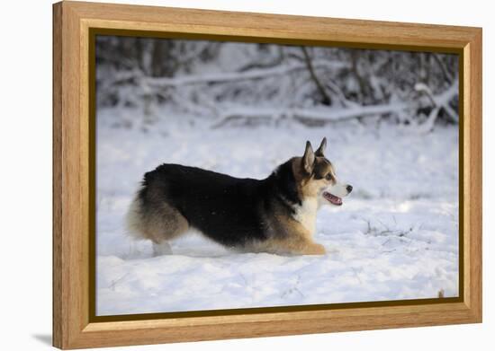 Pembroke Welsh Corgi Running Through the Snow-null-Framed Premier Image Canvas