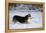 Pembroke Welsh Corgi Running Through the Snow-null-Framed Premier Image Canvas