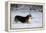 Pembroke Welsh Corgi Running Through the Snow-null-Framed Premier Image Canvas