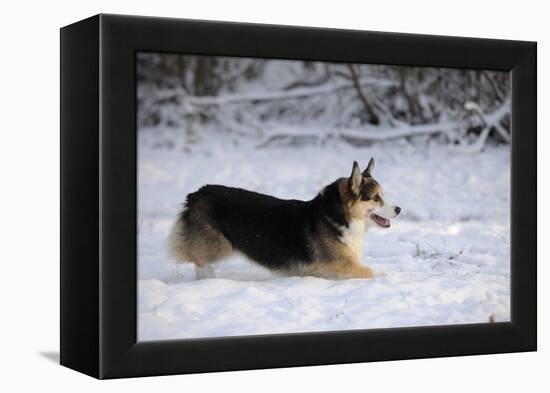 Pembroke Welsh Corgi Running Through the Snow-null-Framed Premier Image Canvas