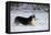 Pembroke Welsh Corgi Running Through the Snow-null-Framed Premier Image Canvas