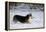 Pembroke Welsh Corgi Running Through the Snow-null-Framed Premier Image Canvas