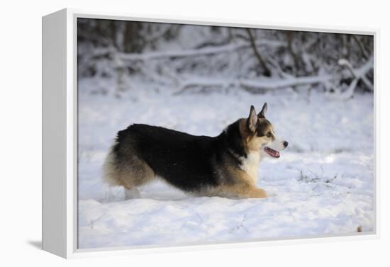 Pembroke Welsh Corgi Running Through the Snow-null-Framed Premier Image Canvas