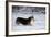 Pembroke Welsh Corgi Running Through the Snow-null-Framed Photographic Print