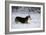 Pembroke Welsh Corgi Running Through the Snow-null-Framed Photographic Print