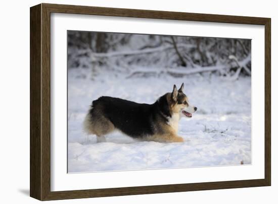 Pembroke Welsh Corgi Running Through the Snow-null-Framed Photographic Print