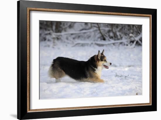 Pembroke Welsh Corgi Running Through the Snow-null-Framed Photographic Print