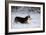 Pembroke Welsh Corgi Running Through the Snow-null-Framed Photographic Print