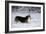 Pembroke Welsh Corgi Running Through the Snow-null-Framed Photographic Print