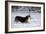 Pembroke Welsh Corgi Running Through the Snow-null-Framed Photographic Print