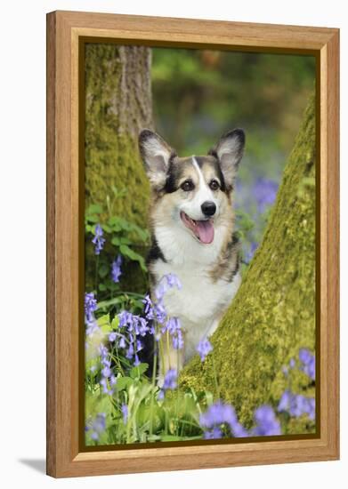 Pembroke Welsh Corgi Sitting Between Tree Trunks-null-Framed Premier Image Canvas