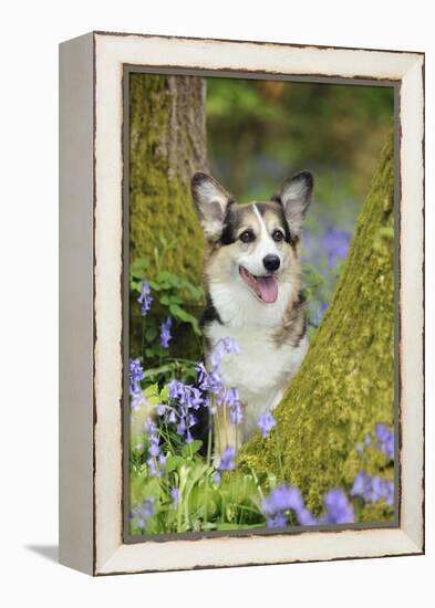 Pembroke Welsh Corgi Sitting Between Tree Trunks-null-Framed Premier Image Canvas