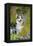 Pembroke Welsh Corgi Sitting Between Tree Trunks-null-Framed Premier Image Canvas