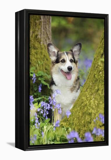 Pembroke Welsh Corgi Sitting Between Tree Trunks-null-Framed Premier Image Canvas