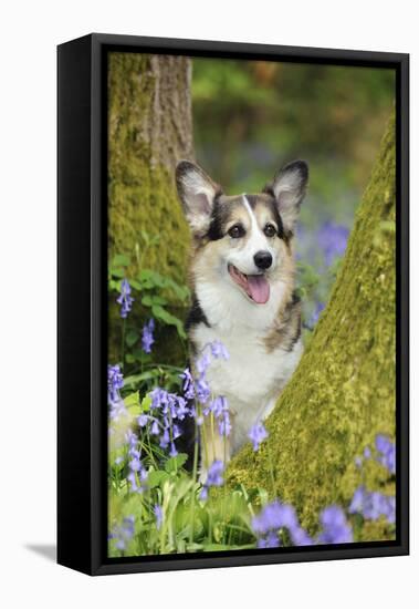 Pembroke Welsh Corgi Sitting Between Tree Trunks-null-Framed Premier Image Canvas