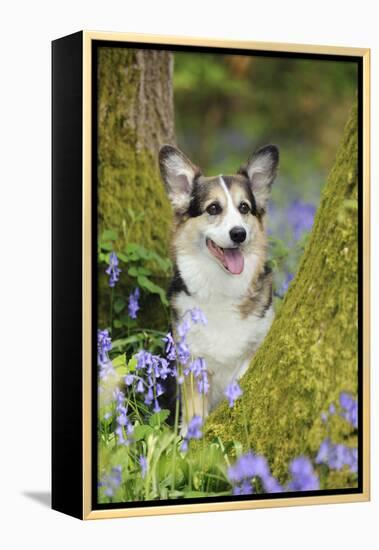 Pembroke Welsh Corgi Sitting Between Tree Trunks-null-Framed Premier Image Canvas