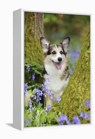 Pembroke Welsh Corgi Sitting Between Tree Trunks-null-Framed Premier Image Canvas