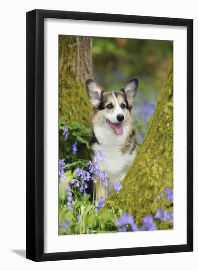 Pembroke Welsh Corgi Sitting Between Tree Trunks-null-Framed Photographic Print