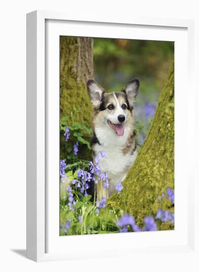 Pembroke Welsh Corgi Sitting Between Tree Trunks-null-Framed Photographic Print