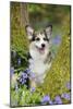 Pembroke Welsh Corgi Sitting Between Tree Trunks-null-Mounted Photographic Print