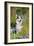 Pembroke Welsh Corgi Sitting Between Tree Trunks-null-Framed Photographic Print