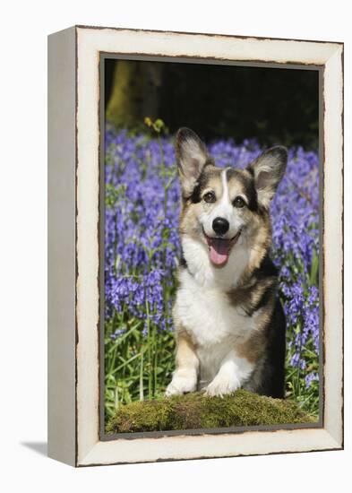 Pembroke Welsh Corgi Standing in Bluebells-null-Framed Premier Image Canvas